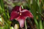 Parrot pitcherplant